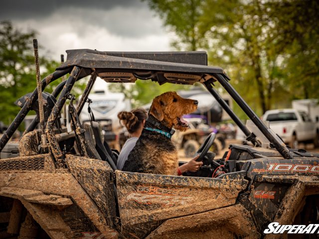 Bringing Your Best Friend on a Ride? Here’s How to Keep Your Dog Safe on a Side-by-Side