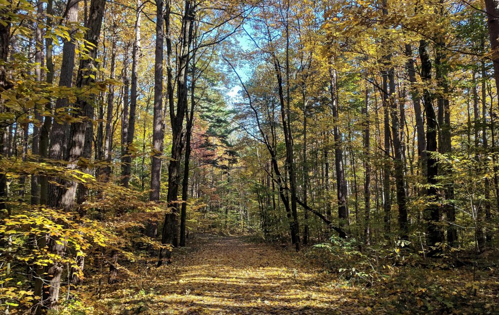 Trail in woods