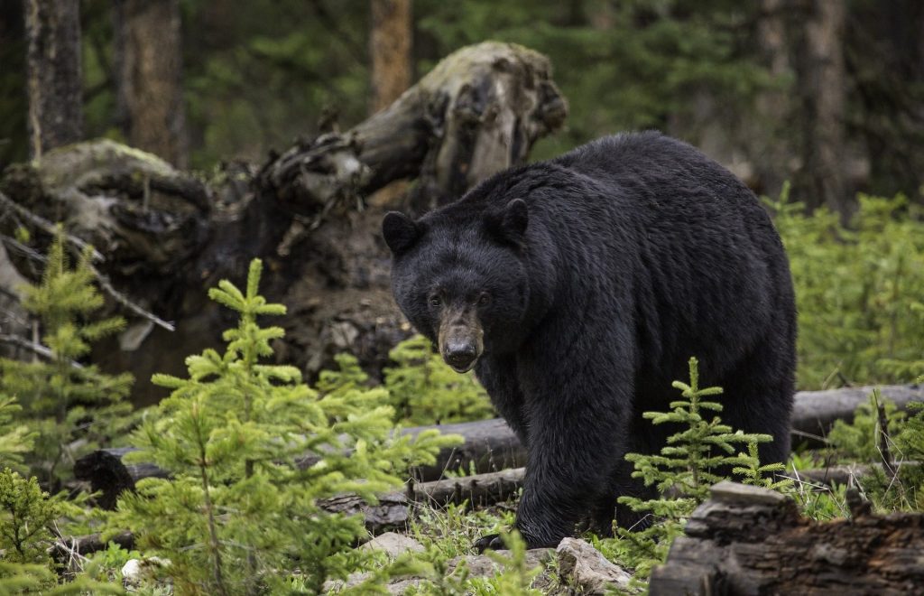 Black bear in woods