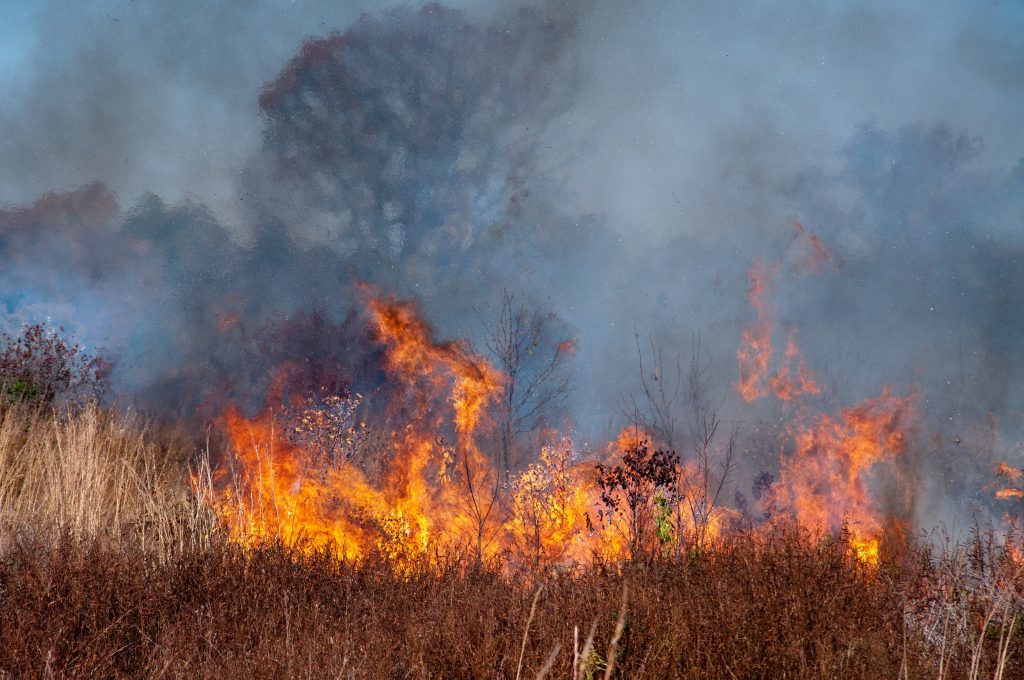 A wildfire tears through a patch of dry brush