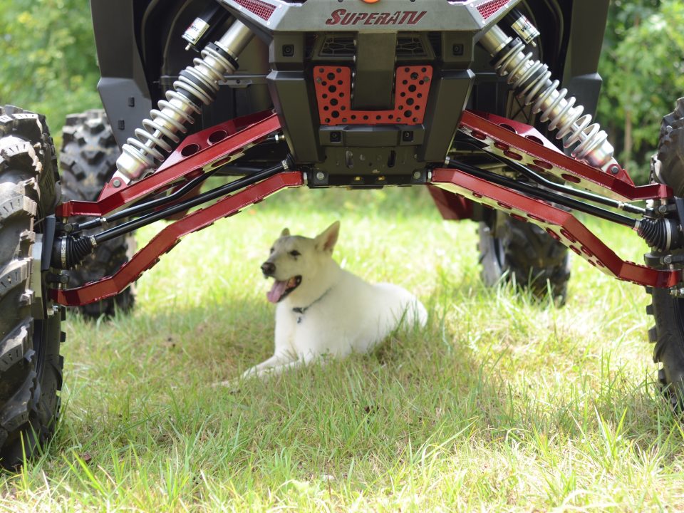 Dog laying down under lifted UTV
