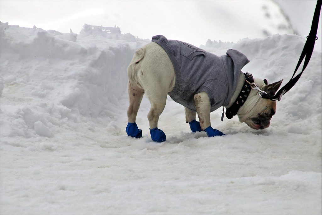 Pug walking in snow