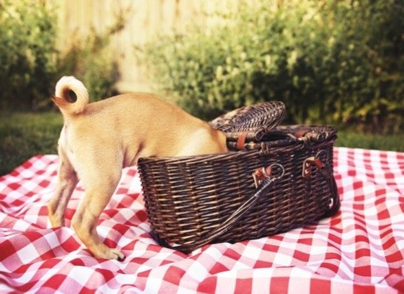 Dog getting into picnic basket