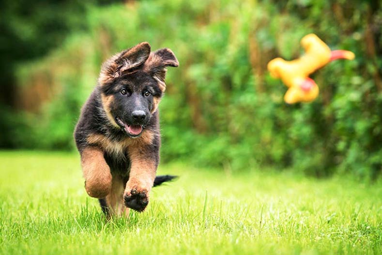 Dog chasing toy outside