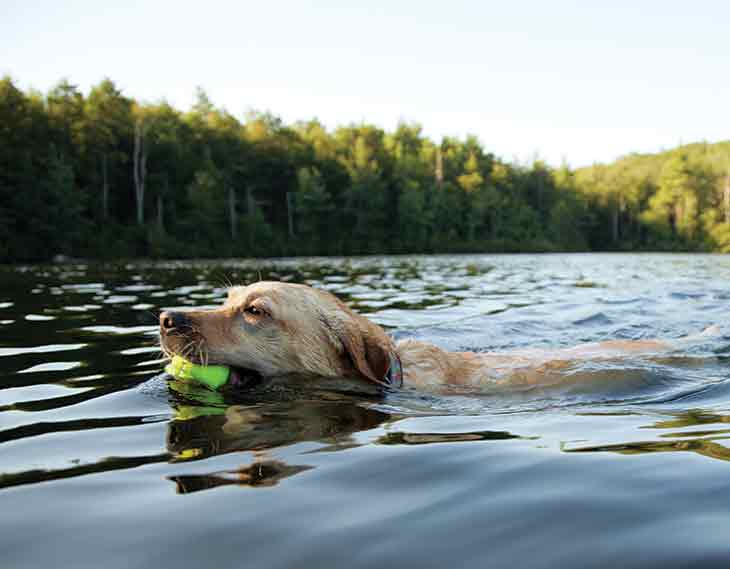 Dog swimming in lake with tennis ball