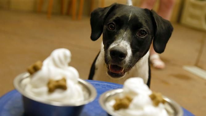 Dog getting ice cream