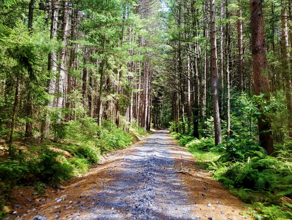 Haneyville Trails