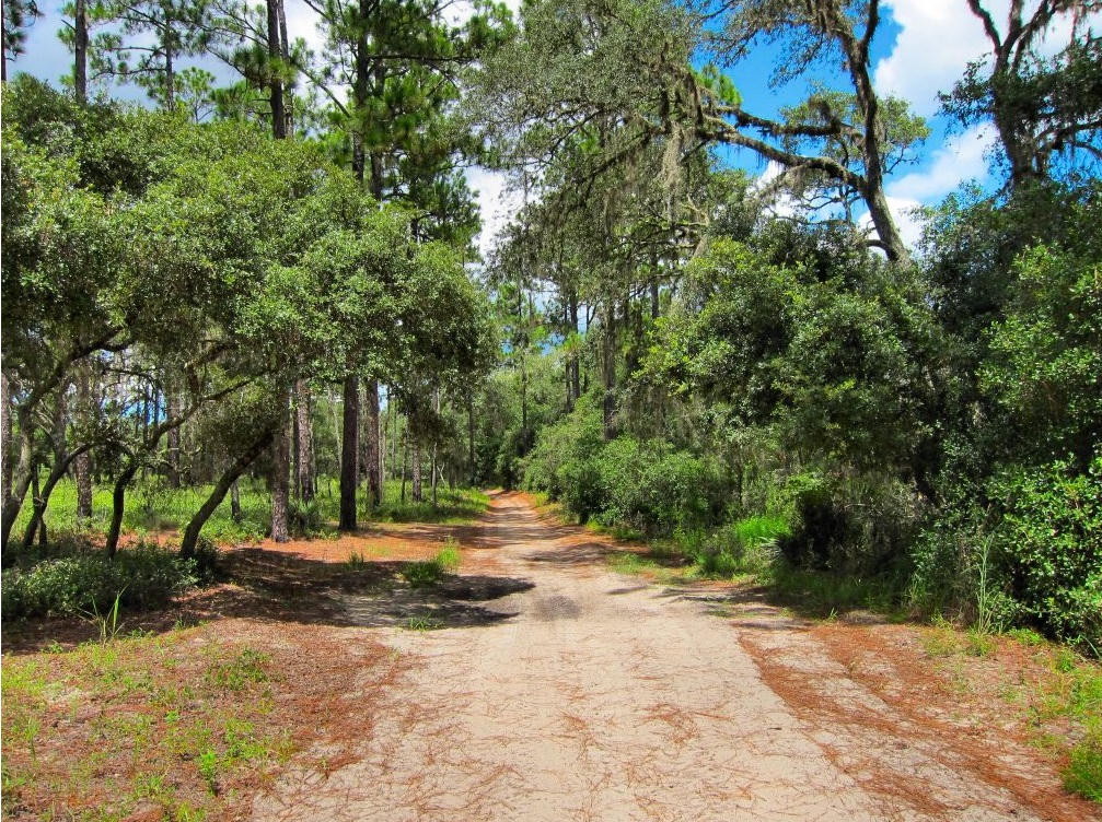 A Trail in ocala noational forest