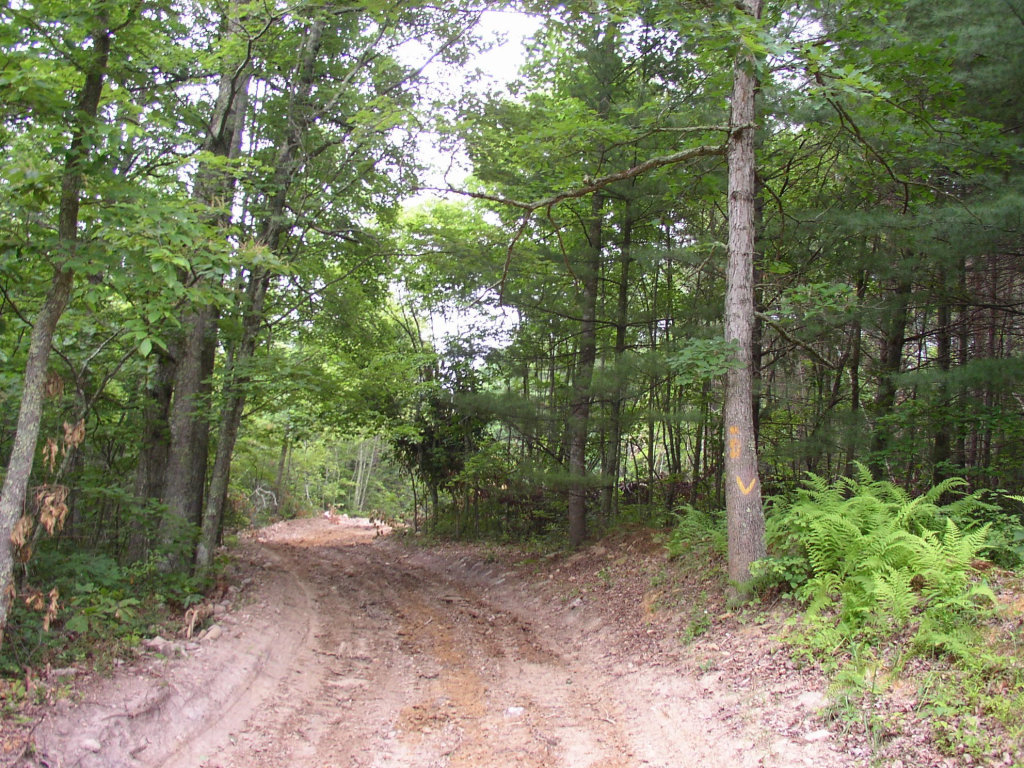 A view of a trail at shotgun creek
