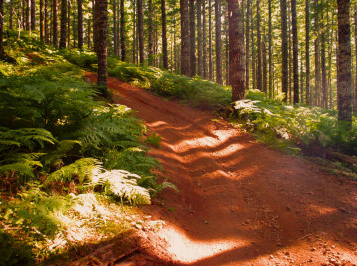 A dirt trail through the woods