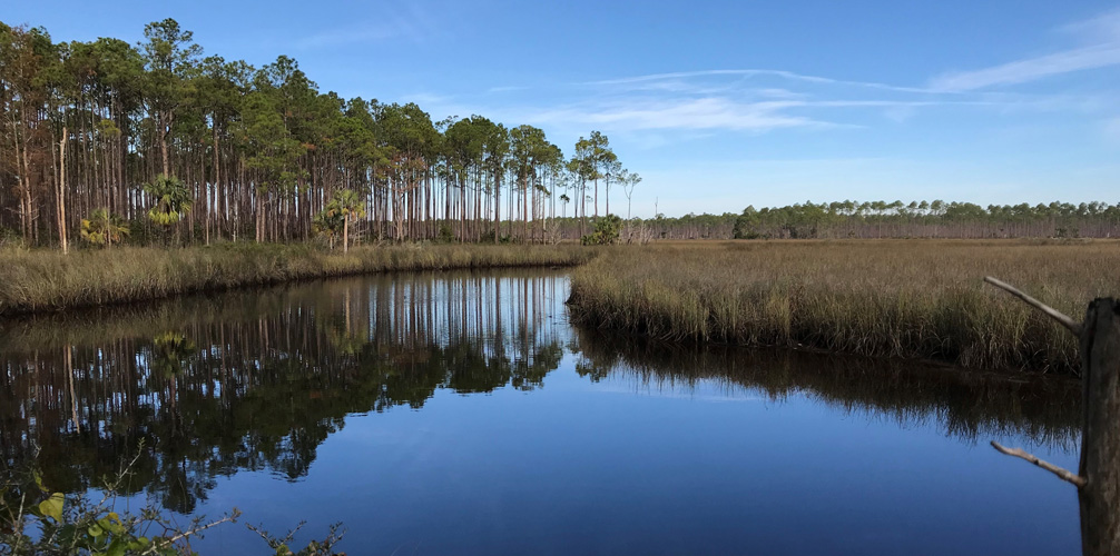 A view of a lake in Tate's Hell State Forest.