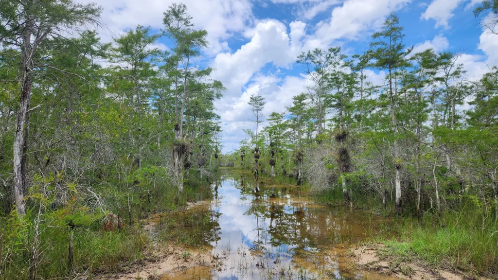 A watery trail in Big Cypress National Preserve