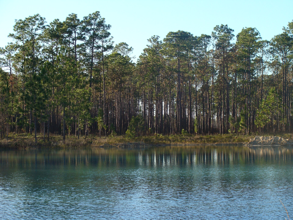 A view of a lake in Apalachicola National Forest