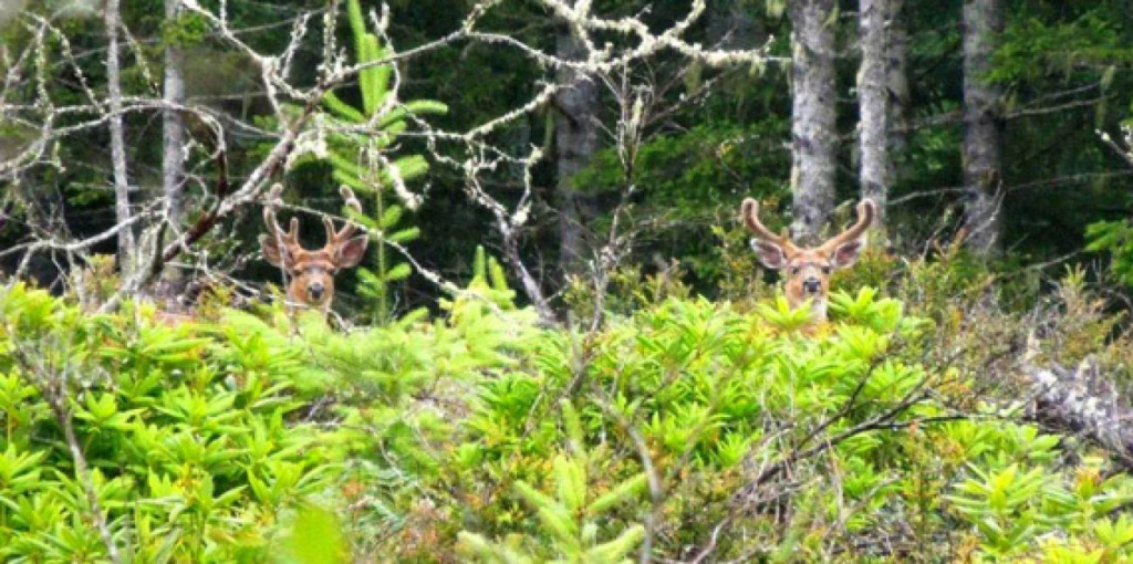 Deer in yahuya state forest