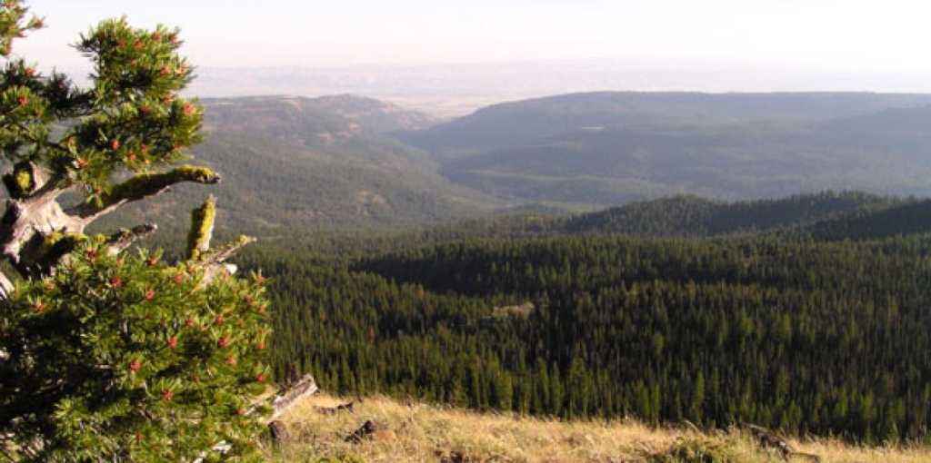 A view of a forested valley in Naneum Ridge State Forest