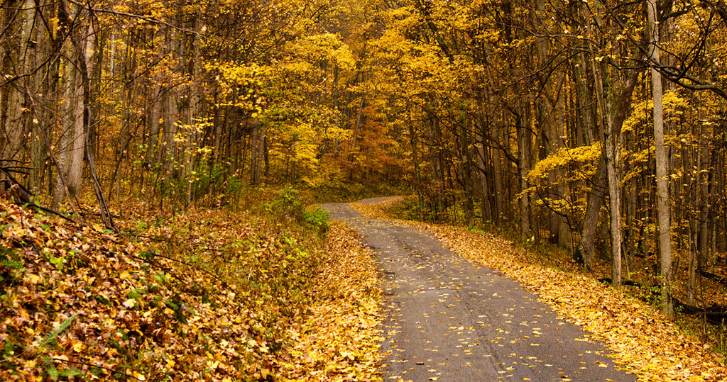Pike State Forest APV Area.