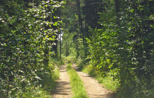Beltrami Island State Forest Trails.