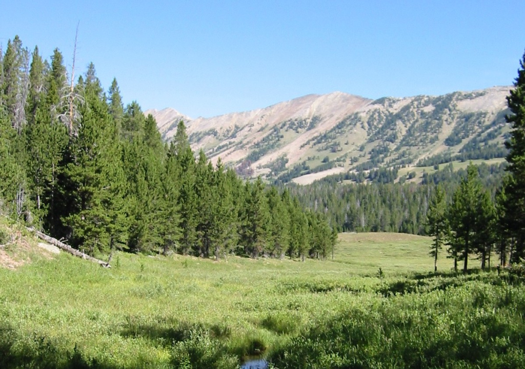 A green valley in the custer-gallatin national forest