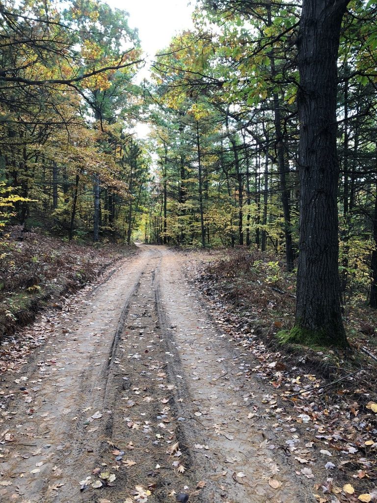 Trail in woods