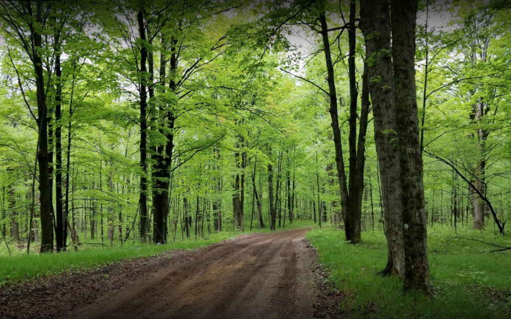 Trail in woods in spring
