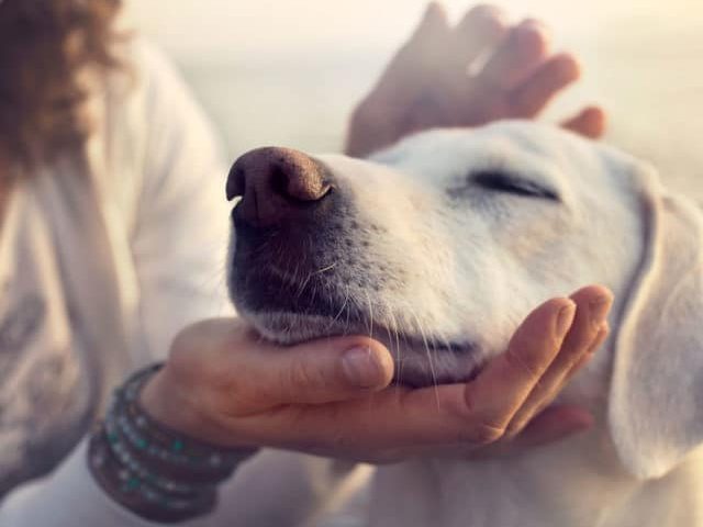 Pamper Your Pup on Spoil Your Dog Day