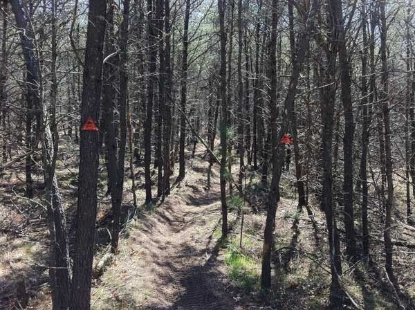 woods