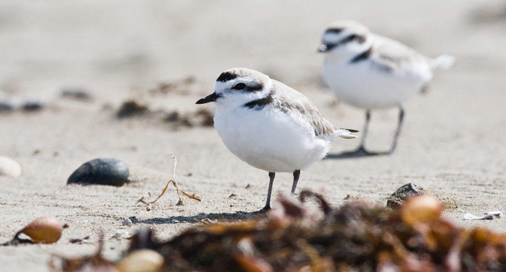Sea birds standing on sand
